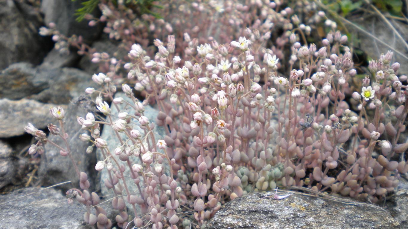 Valnontey - Sedum dasyphyllum